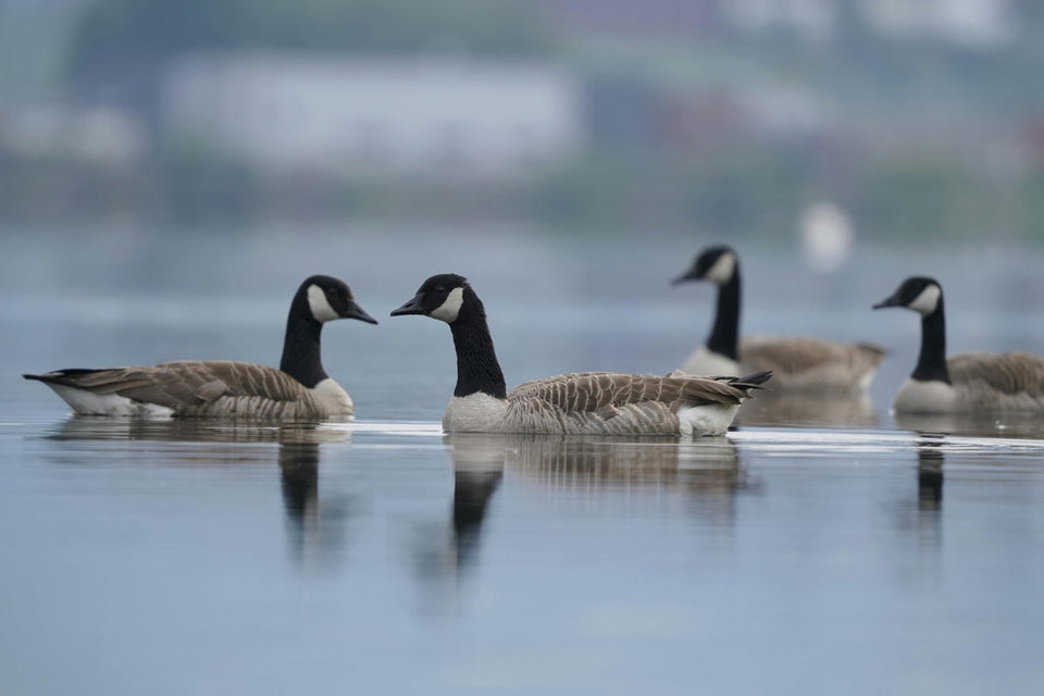 New Plays November 2025